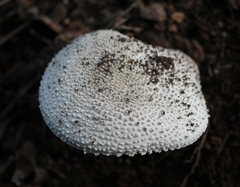 Amanita echinocephala