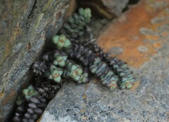 Crassula rupestris