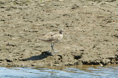 Numenius phaeopus hudsonicus