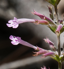 Hedeoma oblongifolia
