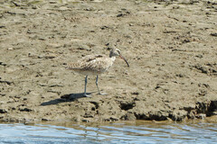Numenius phaeopus hudsonicus