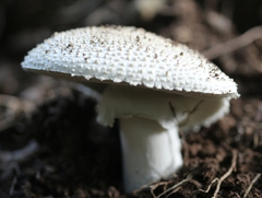 Amanita echinocephala
