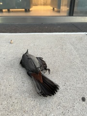 Dumetella carolinensis