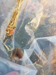 Micromys minutus