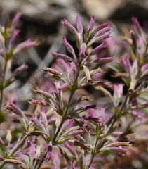 Hedeoma oblongifolia