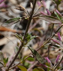 Hedeoma oblongifolia