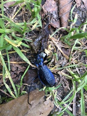 Carabus intricatus