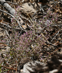 Hedeoma oblongifolia