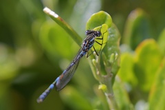 Austrolestes annulosus