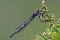 Austrolestes annulosus