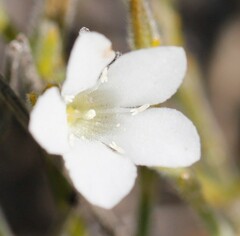 Orianthera spermacocea