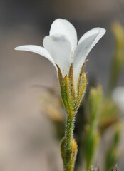 Orianthera spermacocea