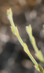 Orianthera spermacocea