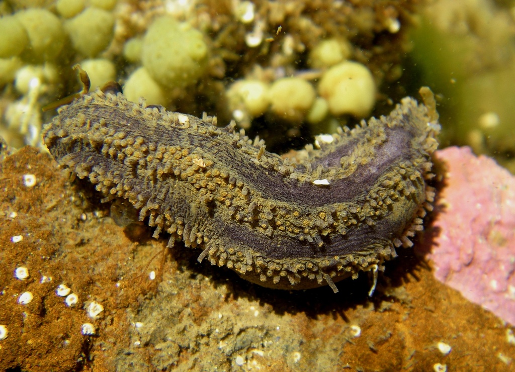 Neoamphicyclus mutans