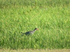 Porphyrio poliocephalus