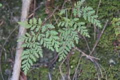 Cheilanthes tenuifolia