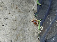Dysdera crocata