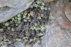 Crassula rupestris