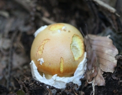 Amanita caesarea