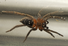 Mituliodon tarantulinus