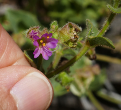 Mirabilis oxybaphoides