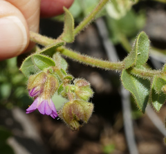 Mirabilis oxybaphoides