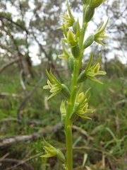 Prasophyllum pallidum