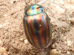 Chrysolina cerealis