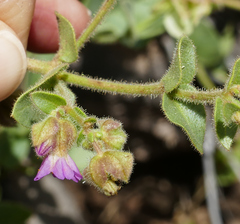 Mirabilis oxybaphoides