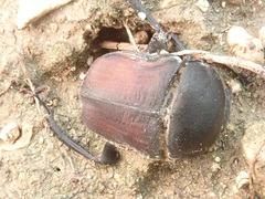 Gymnopleurus mopsus