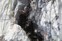 Adromischus maculatus