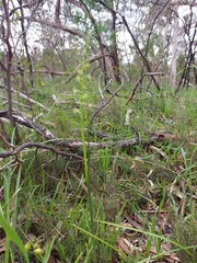 Prasophyllum pallidum