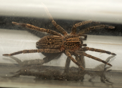 Mituliodon tarantulinus
