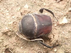 Gymnopleurus mopsus