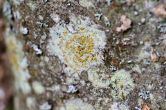 Lecanora symmicta