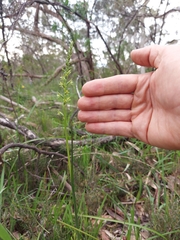 Prasophyllum pallidum