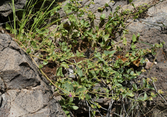 Mirabilis oxybaphoides