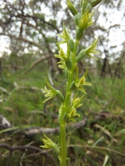 Prasophyllum pallidum