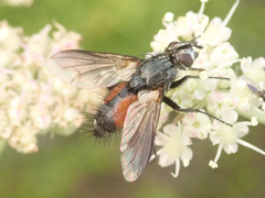 Eriothrix rufomaculata