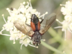 Eriothrix rufomaculata