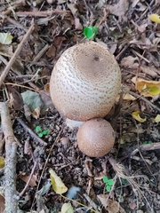 Agaricus augustus