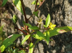 Ludwigia hyssopifolia
