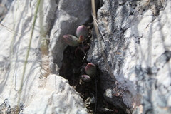 Adromischus maculatus