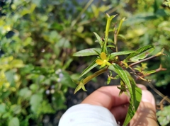 Ludwigia hyssopifolia