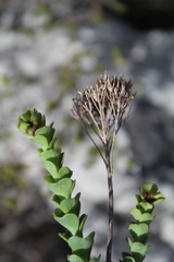 Athanasia cuneifolia