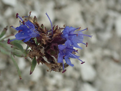 Hyssopus officinalis