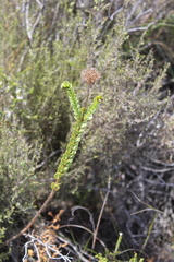 Athanasia cuneifolia