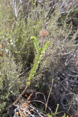 Athanasia cuneifolia