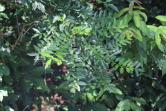 Zanthoxylum avicennae
