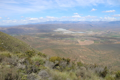 Athanasia cuneifolia